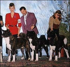 Stud dog 2000